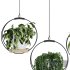 Hanging Indoor Plant – SetV2 - Thumbnail 2