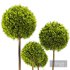 Cypress Pom Pom Topiary - Thumbnail 2