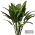 Indoor Plant SetV20 – Banana - Thumbnail 1