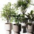 Indoor Plant SetV16 – Palm Ficus Benjamin - Thumbnail 1
