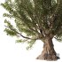 Olive Tree Set4 - Thumbnail 2