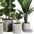 Indoor Plant SetV19 – Ficus Banana - Thumbnail 1