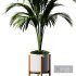 Indoor Plant SetV15 – Areca palm - Thumbnail 1