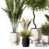 Indoor Plant Set V8 Palm Olive Pampas - Thumbnail 1