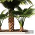 Palm Tree Set1 - Thumbnail 2