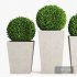 Boxwood topiary balls in tall planters - Thumbnail 2