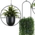 Hanging Indoor Plant – SetV1 - Thumbnail 2