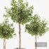 Ficus Benjamina Florist Set1 - Thumbnail 3