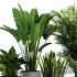 Indoor Plant SetV21 – Snseveria Palm - Thumbnail 3