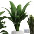 Indoor Plant SetV30 – Sansevieria Banana Ficus - Thumbnail 3