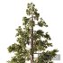 Pine Tree Set1 - Thumbnail 3