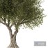 Olive Tree Set3 - Thumbnail 3