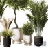 Indoor Plant Set V8 Palm Olive Pampas - Thumbnail 2