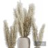 Indoor Plant SetV23 – Pampas old pot - Thumbnail 3