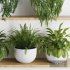 Plants on Shelf SetV3 - Thumbnail 3