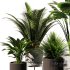 Indoor Plant SetV12 – Palm Fren - Thumbnail 3
