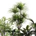 Indoor Plant SetV16 – Palm Ficus Benjamin - Thumbnail 2