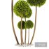 Cypress Pom Pom Topiary - Thumbnail 3