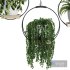 Hanging Indoor Plant – SetV2 - Thumbnail 3