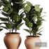 Indoor Plant SetV26 – Ficuse Rubber - Thumbnail 3