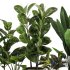 Indoor Plant SetV19 – Ficus Banana - Thumbnail 2