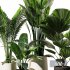 Indoor Plant Set V10_Paradise_Licuala_Howea - Thumbnail 2