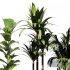 Indoor Plant SetV31 – Palm Ficus - Thumbnail 3