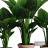 Indoor Plant SetV28 – Colocasia - Thumbnail 3