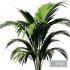 Indoor Plant SetV15 – Areca palm - Thumbnail 2