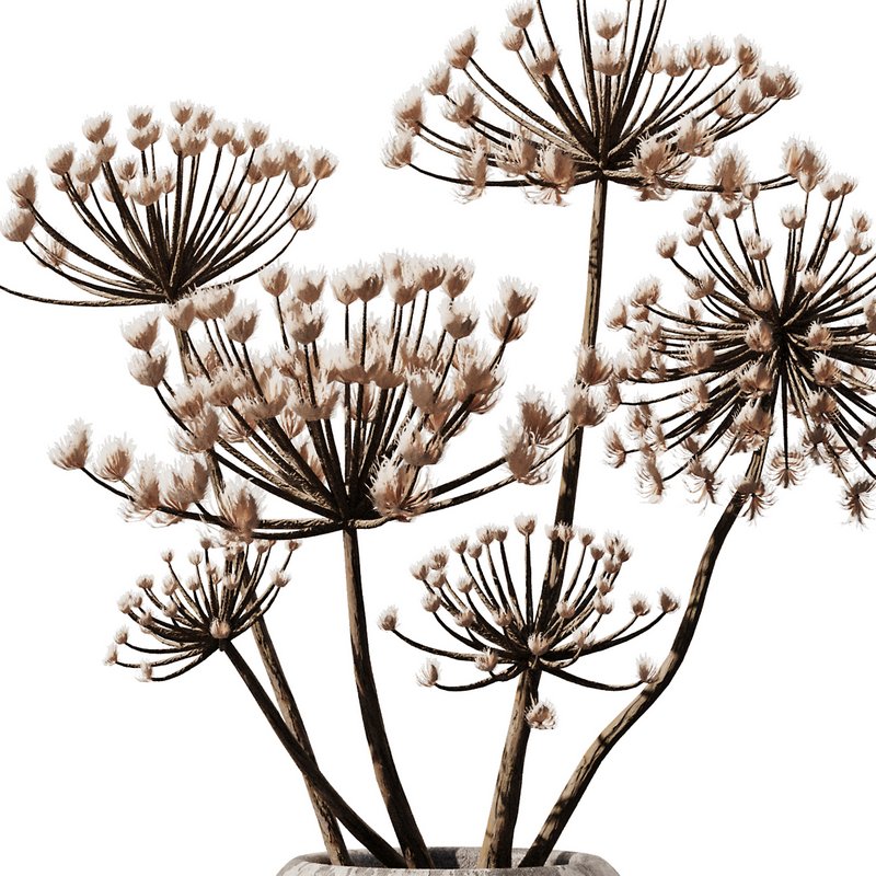 Dry Pampas in old pot Image 3