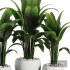 Indoor Plant SetV29 – Paradise - Thumbnail 3