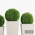 Boxwood topiary balls in tall planters - Thumbnail 3