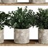 Plants on Shelf SetV5 - Thumbnail 3