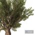 Olive Tree Set4 - Thumbnail 3