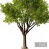Mahogany Tree - Thumbnail 3