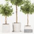 Ficus Benjamina Florist Set1 - Thumbnail 4