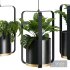 Hanging Indoor Plant – SetV4 - Thumbnail 4