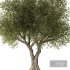 Olive Tree Set3 - Thumbnail 4