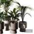 Indoor Plant SetV16 – Palm Ficus Benjamin - Thumbnail 3