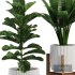 Indoor Plant SetV30 – Sansevieria Banana Ficus - Thumbnail 4