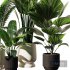 Indoor Plant Set V10_Paradise_Licuala_Howea - Thumbnail 3