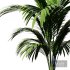 Indoor Plant SetV15 – Areca palm - Thumbnail 3