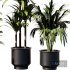 Indoor Plant SetV31 – Palm Ficus - Thumbnail 4
