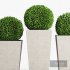 Boxwood topiary balls in tall planters - Thumbnail 4