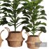 Indoor Plant SetV25 – Ficuse in basket - Thumbnail 4