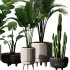 Indoor Plant Set V9 – Cactus Palm Ficuse - Thumbnail 4