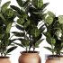 Indoor Plant SetV26 – Ficuse Rubber - Thumbnail 4