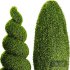 Decorative Spiral Pom Pom Cypress - Thumbnail 4