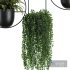 Hanging Indoor Plant – SetV1 - Thumbnail 4