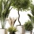 Indoor Plant Set V8 Palm Olive Pampas - Thumbnail 3
